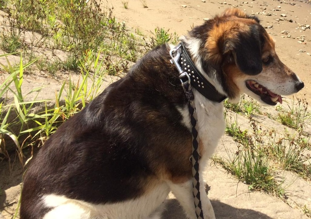 Zorro 3_Ausschnitt.jpg